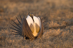 Great Sage-Grouse showing it's colors and feathers during sunset near North Park Inn and Suites in Walden, Colorado. Photo Credit: Mr Michael Watson-BirdQuest