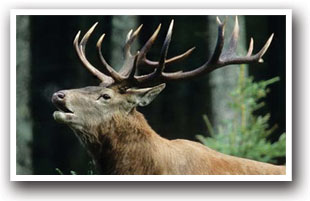 Elk bugling in Norwood, Colorado