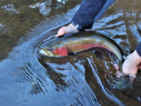 Hands releasing a Rainbow Trout caught in the South Platte River near Deckers, Colorado.