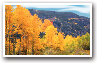 Fall colored aspen trees in the Cache la Poudre River in Colorado
