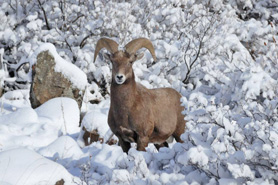 Big Horn Sheep in the snow at Poudre River Resort in the Poudre River Canyon near Fort Collins, Colorado.