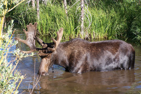 Moose drinking while crossing river at Poudre River Resort in the Poudre River Canyon near Fort Collins, Colorado.