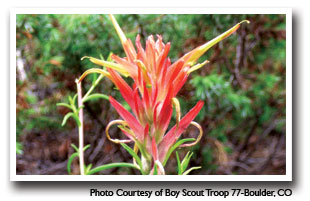 Vibrant Reds and yellows of an Indian Paintbrush flower, Photo Courtesy of Boy Scout Troop 77-Boulder, CO