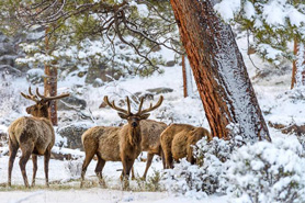 Herd of Elk during winter grazing in snow covered foothills at Rocky Mountain Resorts in Estes Park, Colorado