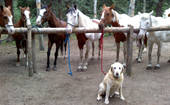 Dog with Horses at Bear Mountain Stables in Conifer, Colorado.