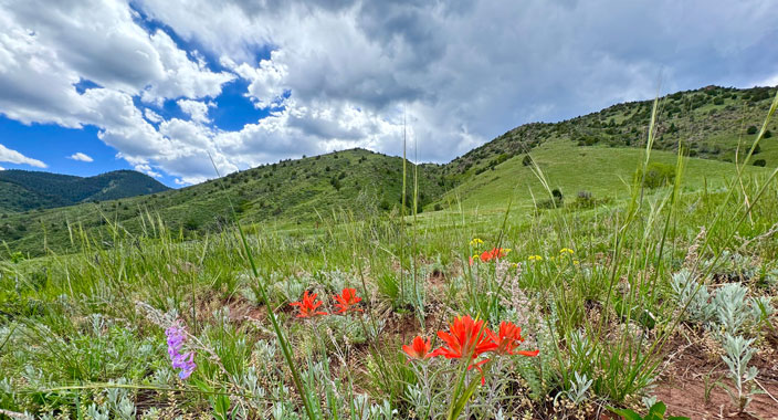 Indian paintbrush, sage and wildflowers blooming in the spring on a trail along the foothills near Red Rocks National Historic Landmark Park and Amphitheatre in Morrison, Colorado.
