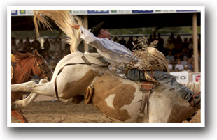 Saddle bronc rider in a PRCA Rodeo at the Colorado State Fair in Pueblo, Colorado