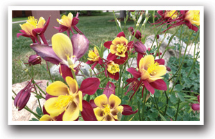 Main Street in Frisco, Colorado Bursting with Summer Flowers and Columbines