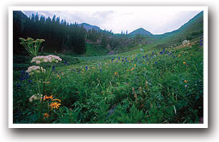Flowers surrounded by mountains near Telluride, Colorado