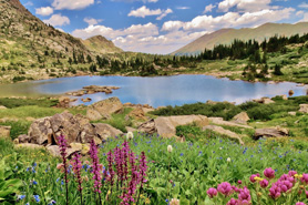 Lake and blooming wildflowers in the Holy Cross Wilderness area located in the White River National Forest, Colorado.