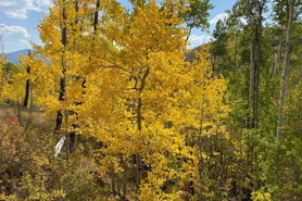Aspen grove changing to fall colors in the Vail area of Colorado.