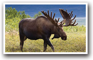  Moose near Walden, Colorado