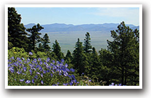 Mountain flowers in the San Isabel National Forest, Colorado