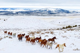 Herd of wild horses running on a snow covered prairie in the winter at The Wild Horse Refuge near Craig, Colorado.