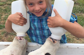 Girl feeding 2 calfs milk in the animal farm at Winding River Resort near Grand Lake, Colorado. Spend Time with Your Family at Winding River Resort, Come to Colorado's Mountains.